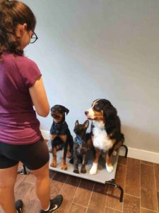 Board and Train dog training ottawa