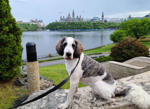 Dog training in Ottawa